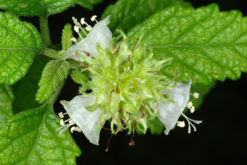 curaciao bush (Cordia globosa)