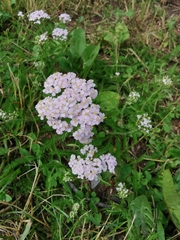 Achillea millefolium