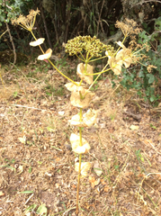 Smyrnium perfoliatum rotundifolium