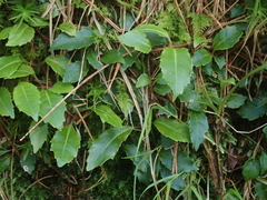 Hydrangea viburnoides