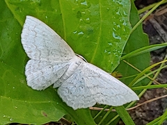 Idaea tacturata
