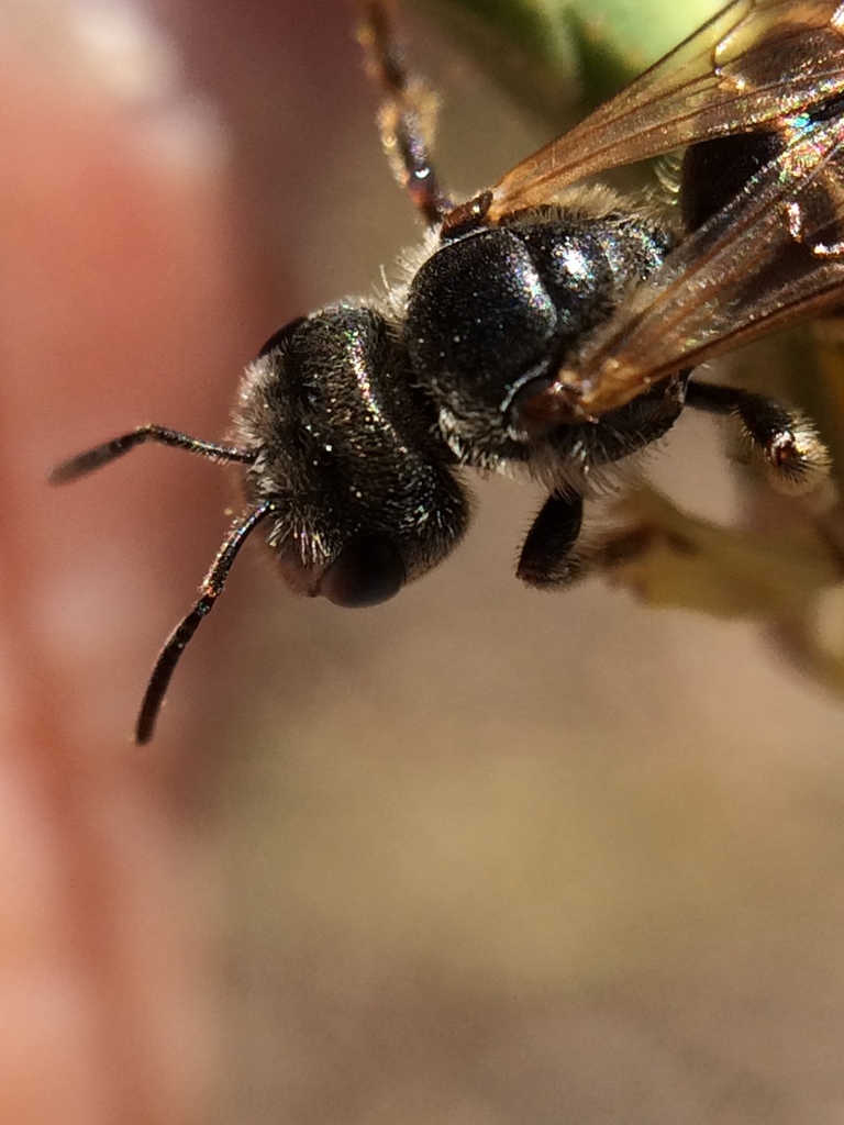 Furrow Bees from Central San Jose, San Jose, CA, USA on July 6, 2016 at ...