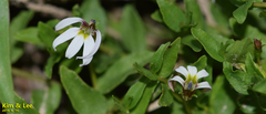 Lobelia chinensis