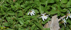 Lobelia chinensis