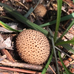 Lycoperdaceae