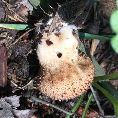 Lycoperdaceae