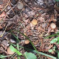 Lycoperdaceae