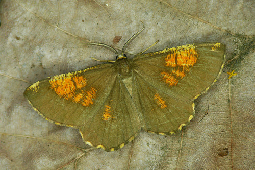 Slyvinis Sprindžius nuotrauka