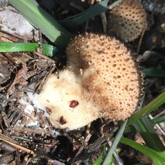 Lycoperdaceae