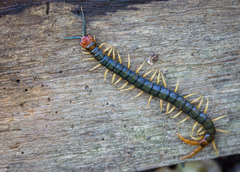 Cormocephalus westwoodi