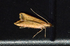 Dichomeris heriguronis