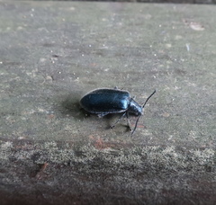 Cerogria janthinipennis