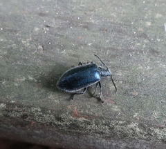 Cerogria janthinipennis