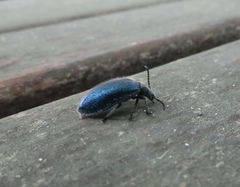 Cerogria janthinipennis