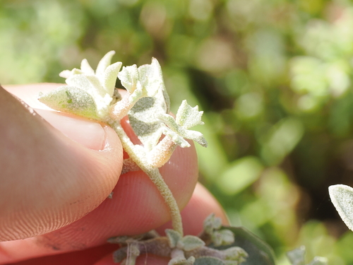 Atriplex limbata (Atriplex limbata)