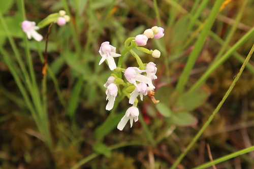 Amitostigma kinoshitae iNat (2)