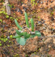 Eriospermum alcicorne