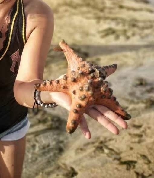 Chocolate Chip Sea Star (Protoreaster nodosus) — recorded at Secret Garden