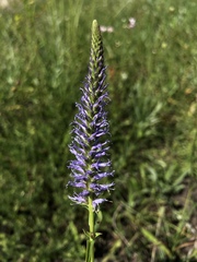 Veronica orchidea
