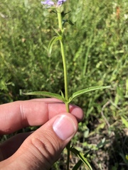Veronica orchidea