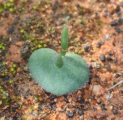 Eriospermum alcicorne