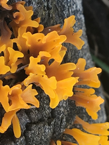 Fan-shaped Jelly Fungus