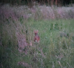 Hydropotes inermis argyropus