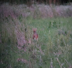 Hydropotes inermis argyropus