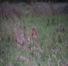 Hydropotes inermis argyropus