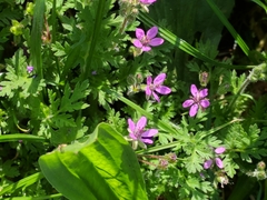 Erodium cicutarium