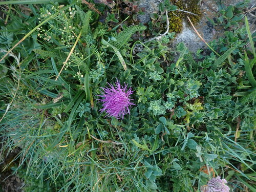 Cirsium acaulon, photograph 5