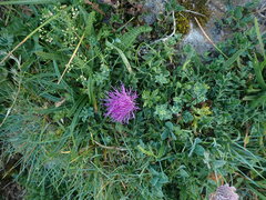 Cirsium acaulon, photograph Franck Cabot, CC BY, iNaturalist via GBIF