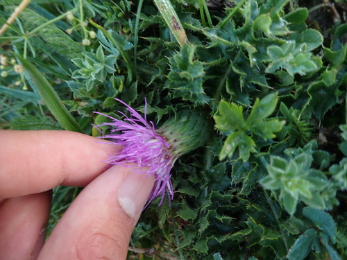 Cirsium acaulon, photograph 4