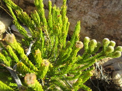 Phylica nigromontana