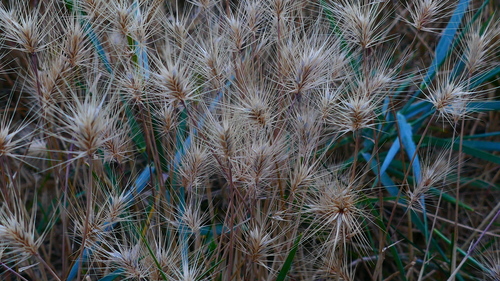 Image of Hordeum marinum by no rights reserved