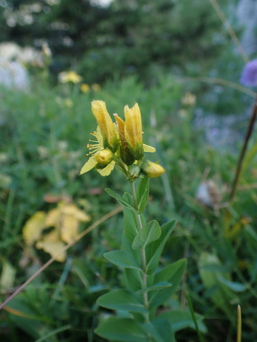 Image of Alpine St John's-Wort (Hypericum richeri) by (c) Franck Cabot, some rights reserved (CC BY)