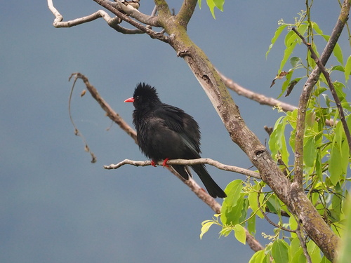 Black Bulbul (Hypsipetes leucocephalus), photo 5