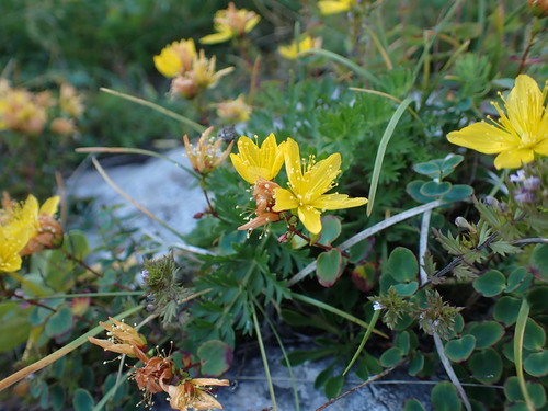 Hypericum nummularium (Hypericum nummularium)