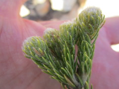 Phylica nigromontana