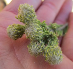 Phylica nigromontana