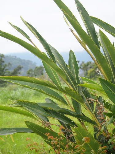Alpinia zerumbet