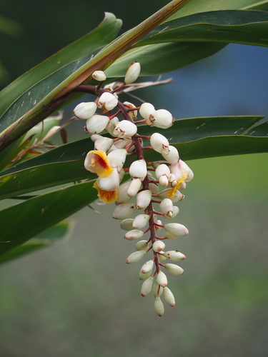 Alpinia zerumbet