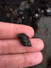 Acanthinucella spirata