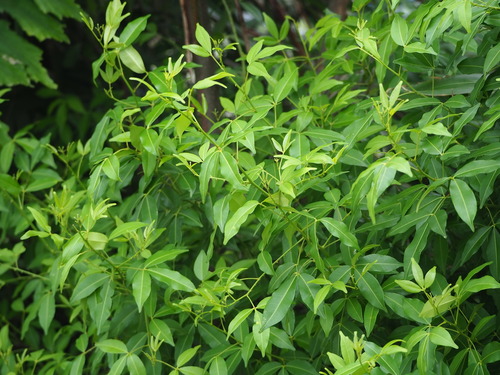 Image of Zanthoxylum asiaticum by no rights reserved