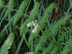 Pteridium revolutum