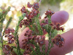 Erica ostiaria