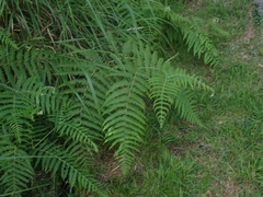 Pteridium revolutum