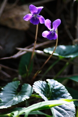 Viola inconspicua nagasakiensis