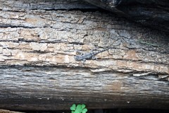 Sceloporus shannonorum