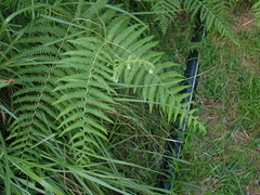 Pteridium revolutum